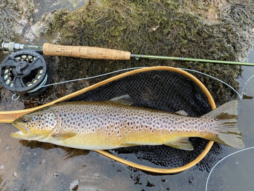 Fenni Fach trout - FR from Herefordshire